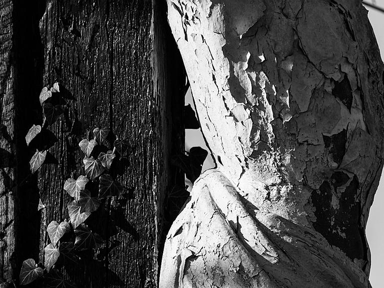 P1110732ZW
