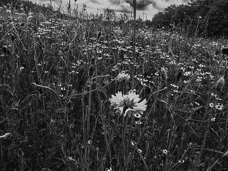 P1610293ZW